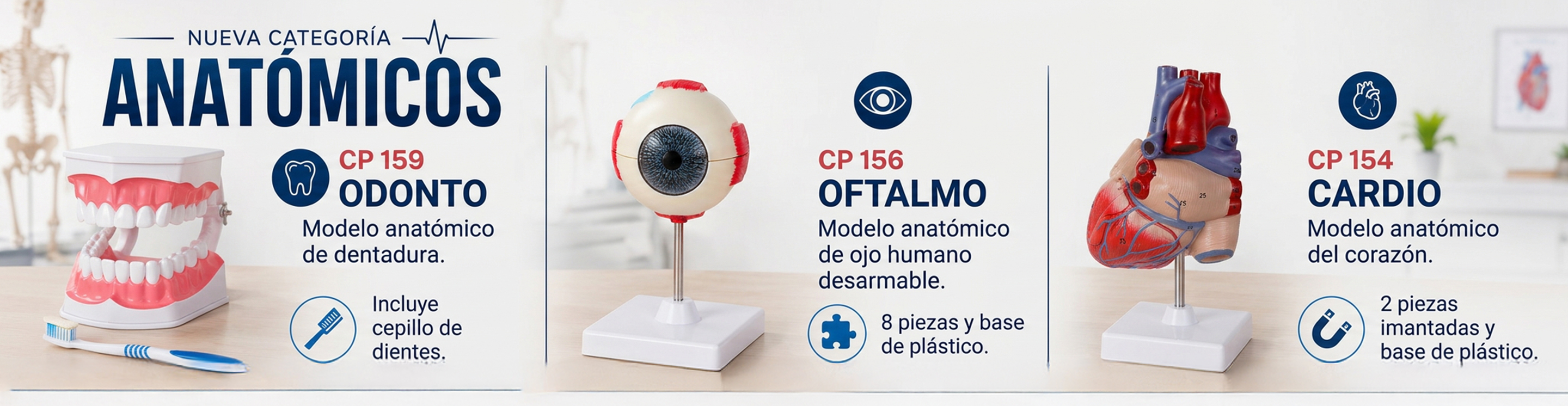 Nueva Categoría Anatómicos